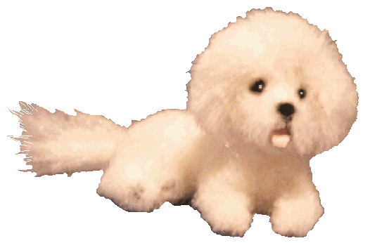 Bichon Frise for the dolls house
