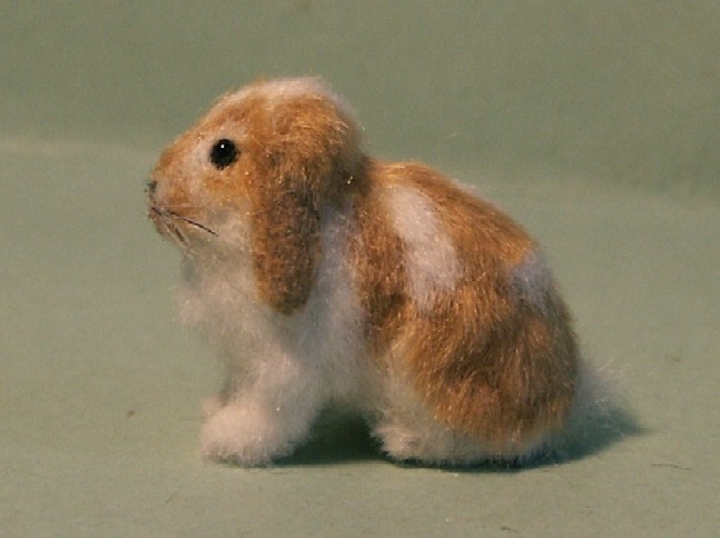 Cream Dwarf Lop