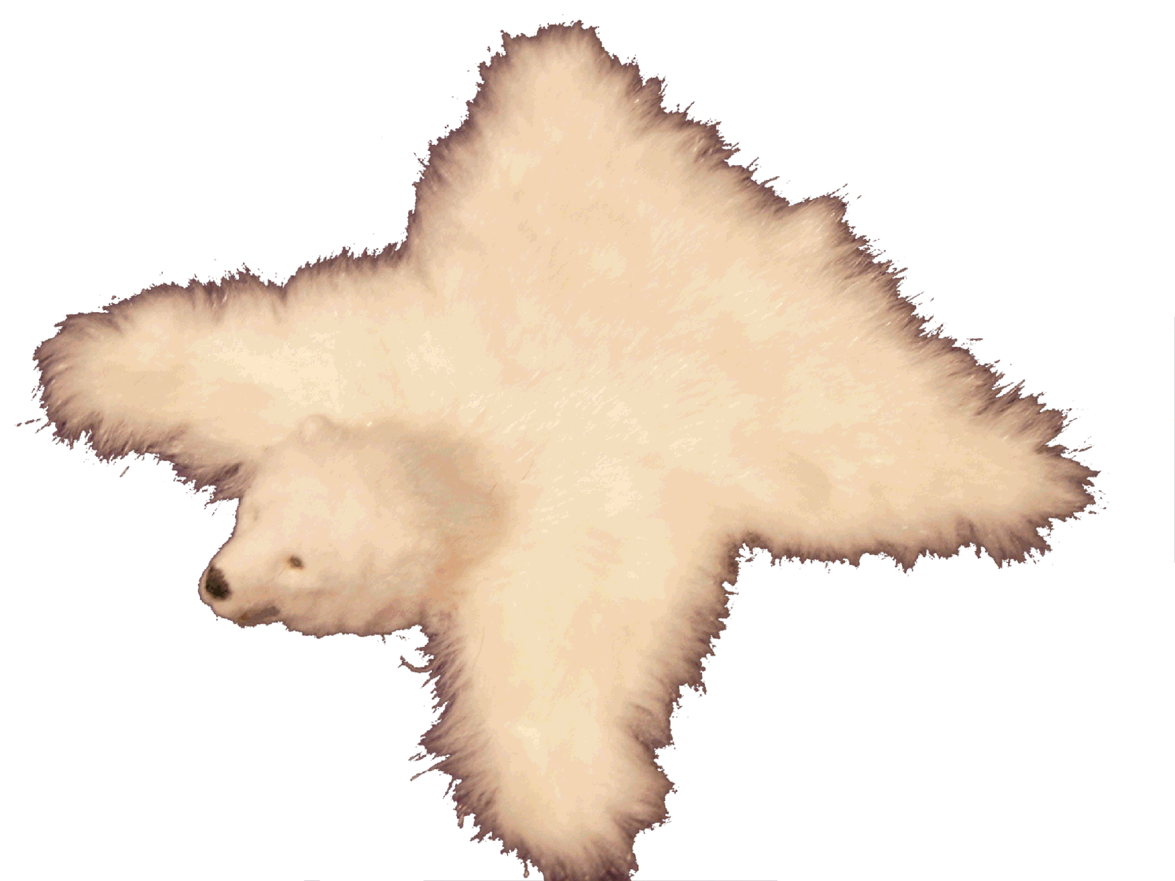 Stuffed polar bear skin rug for the dolls house